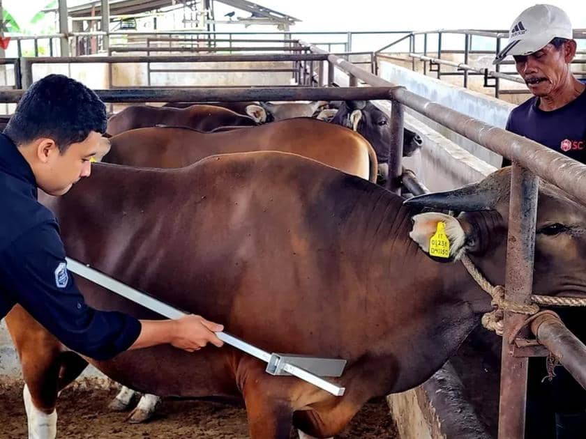 Idul Adha 2026, Stok Hewan Kurban di Lampung Melimpah?