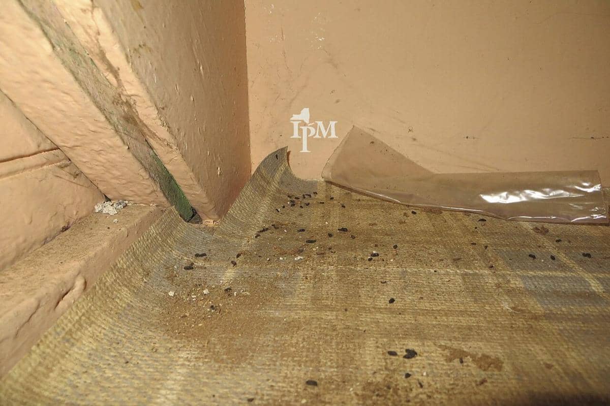 Kotoran tikus berwarna hitam kecil tersebar di sudut ruangan dengan dinding dan lantai berwarna cokelat kusam.