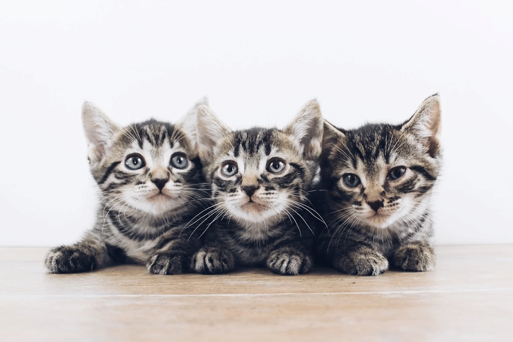 kucing