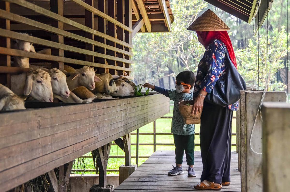 peternakan kambing