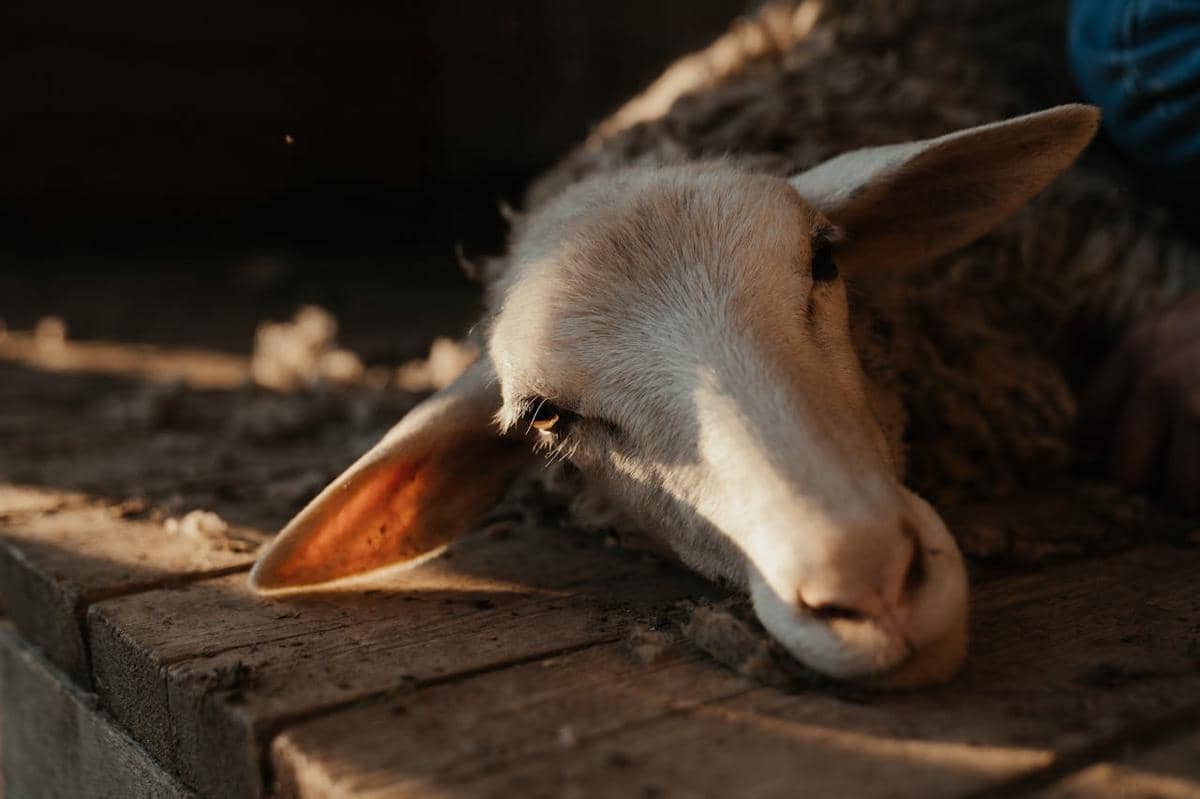 kambing siap sembelih
