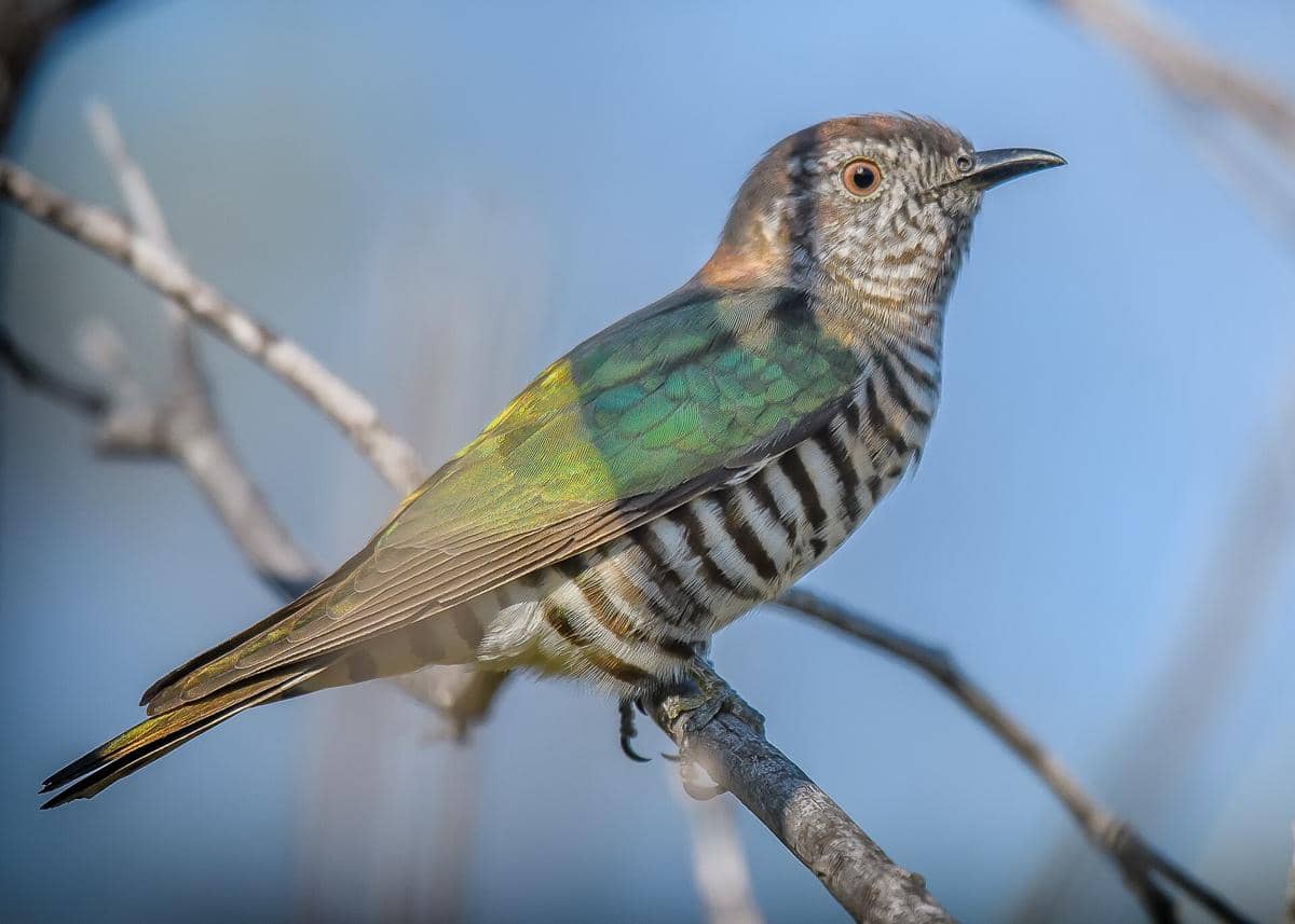 5 Fakta Kedasi Emas, Burung Parasit yang Mampu Terbang Melintasi Samudra