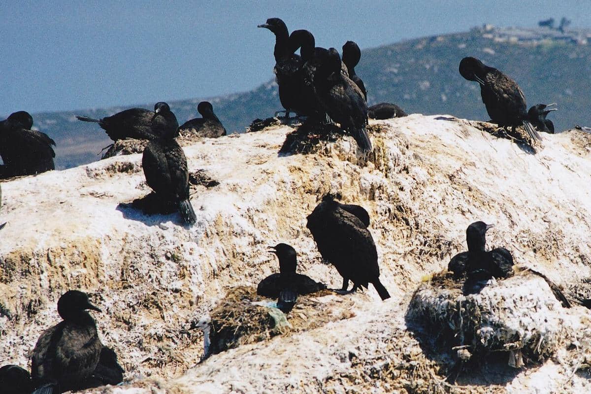 Cape Cormorants