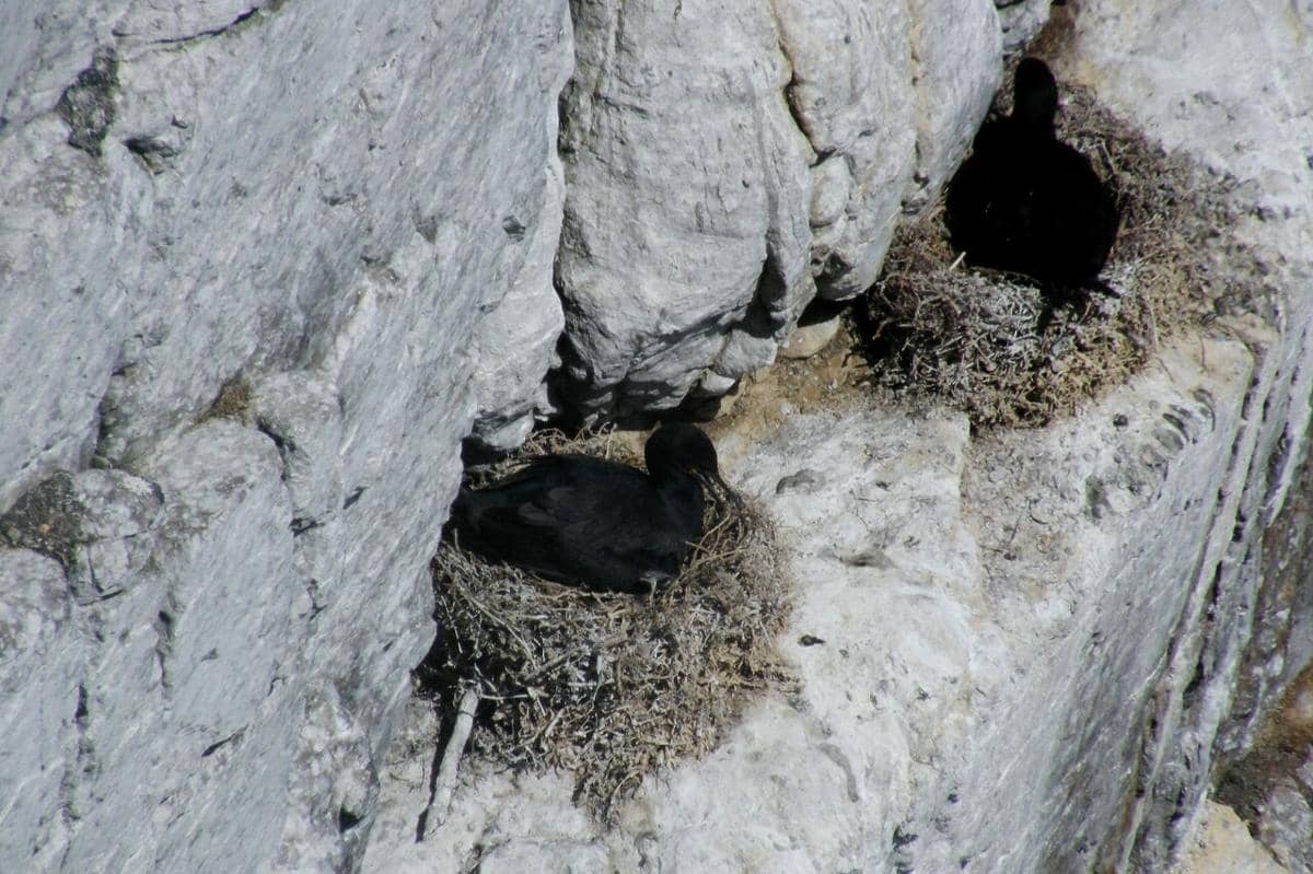 Sarang Cape Cormorants