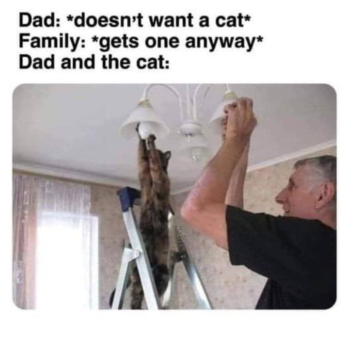 meme kucing tentang keluarga