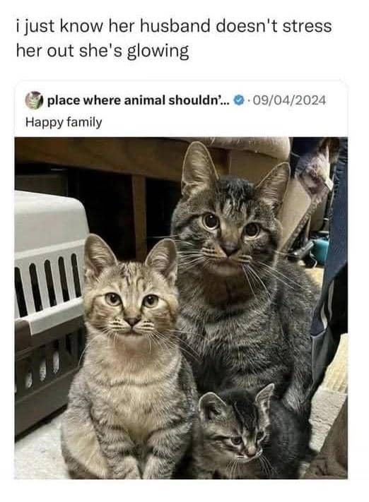 meme kucing tentang keluarga
