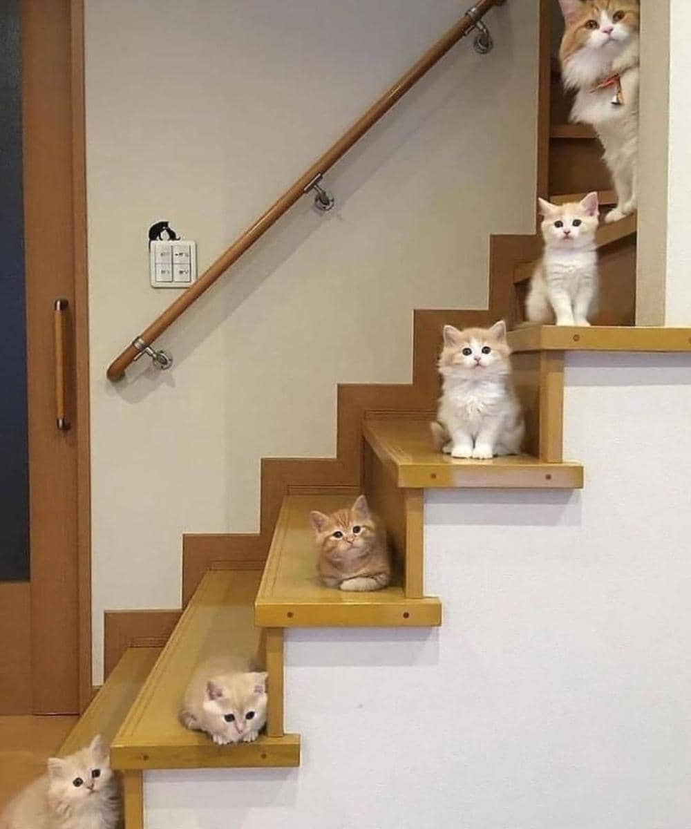 meme kucing tentang keluarga