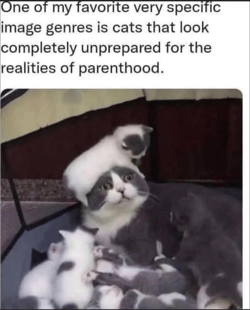 meme kucing tentang keluarga