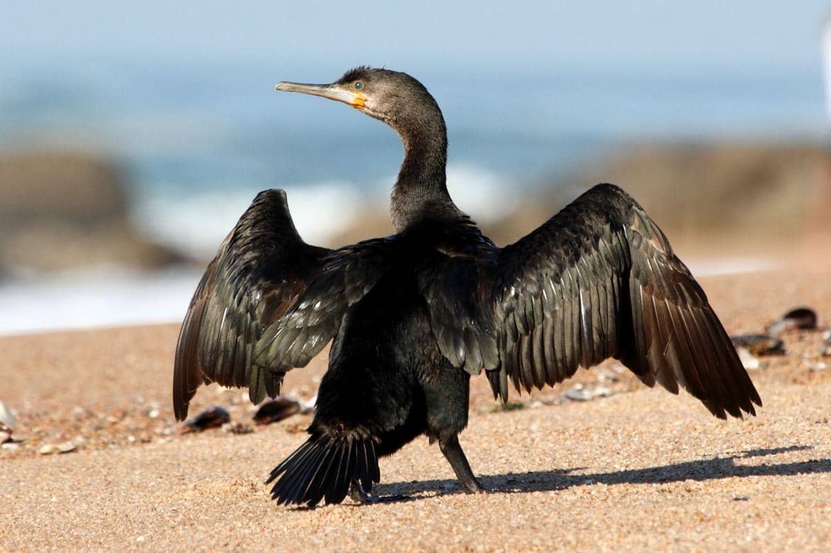 5 Fakta Cape Cormorants, Spesies Unik yang Jadi Partner Berburu Penguin