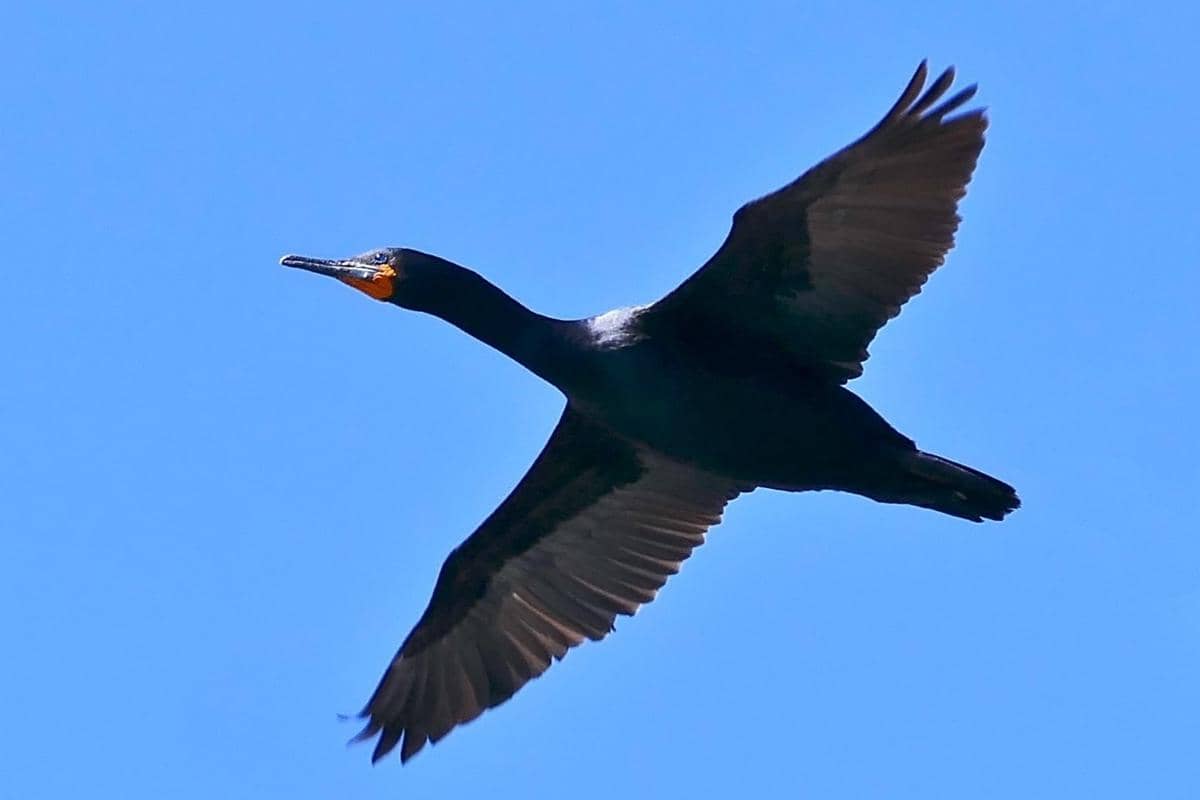 Cape Cormorants