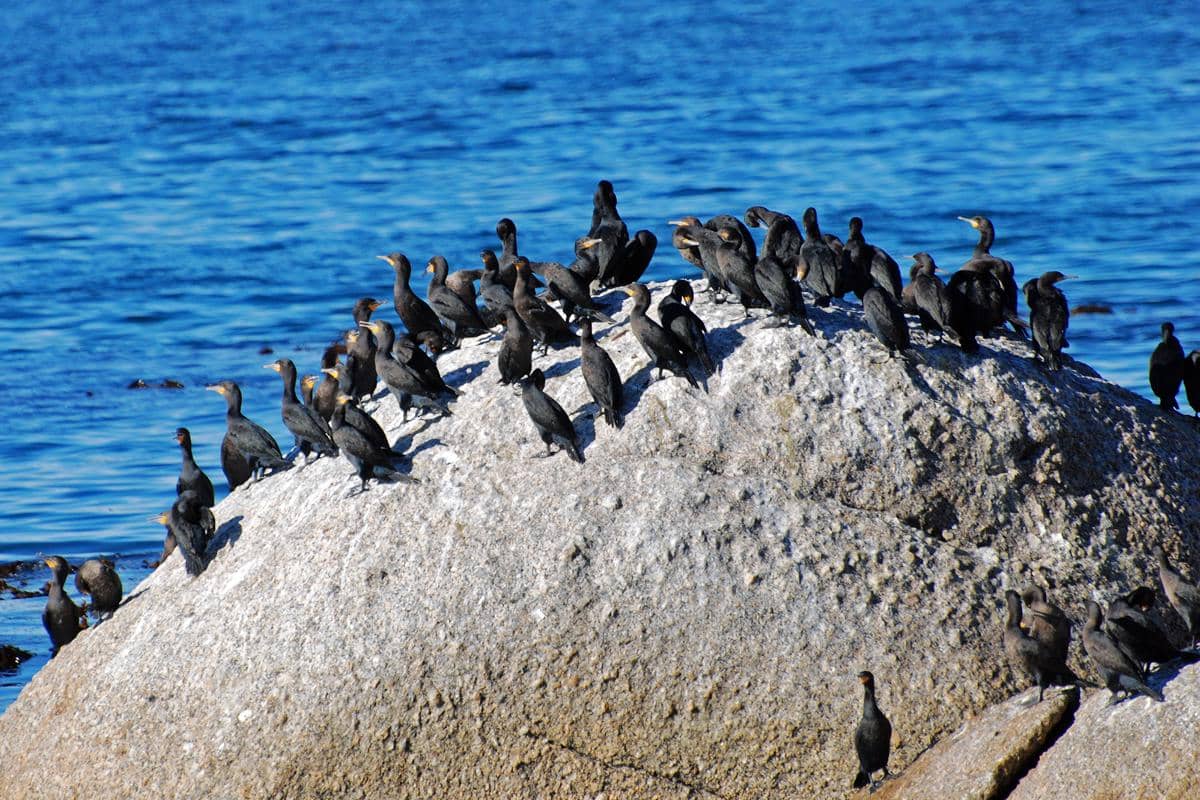 Cape Cormorants