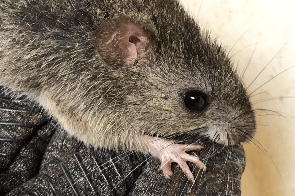tikus sawah rawa