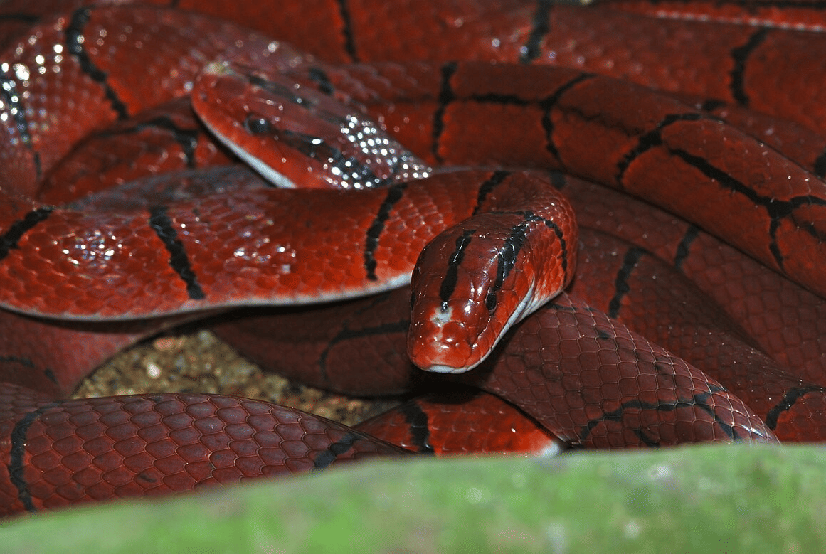 ular bambu merah