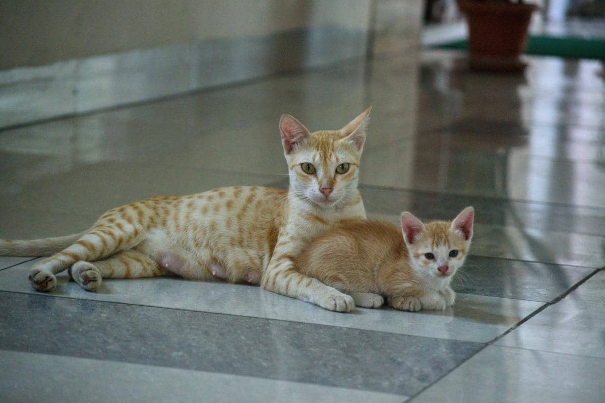 kucing