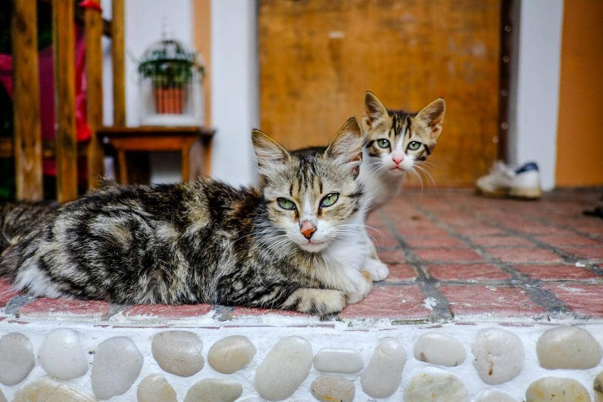 5 Tanda Kucing Merupakan Orang Tua yang Baik, Sayang Anak