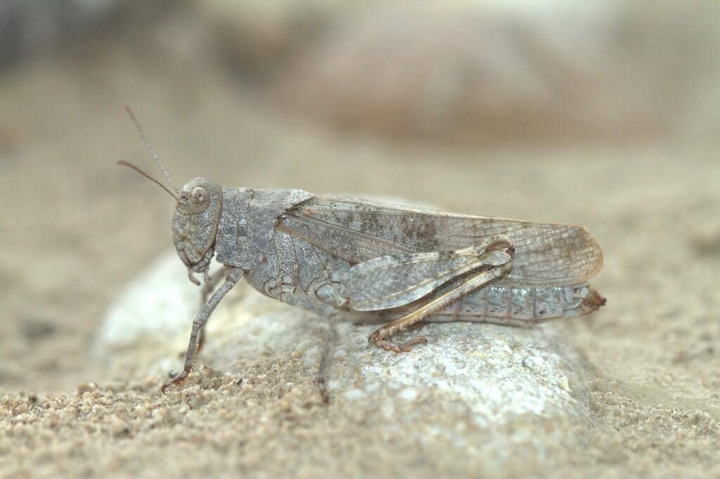Belalang Bryodemella tuberculata
