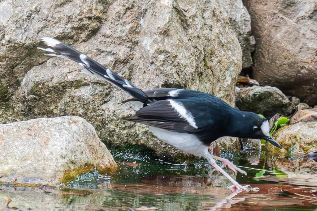 Burung Enicurus leschenaulti