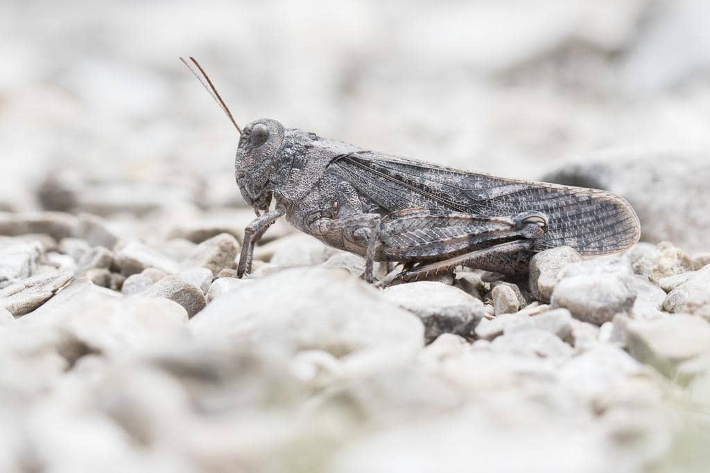 5 Fakta Speckled Buzzing Grasshopper, Belalang Eropa dengan Suara Khas