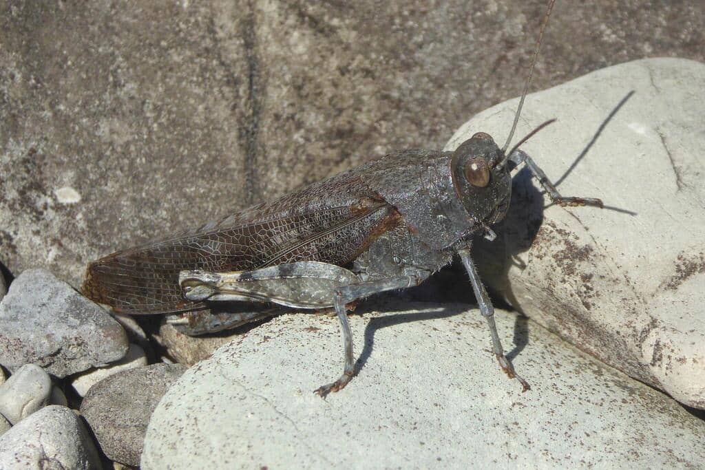 Belalang Bryodemella tuberculata