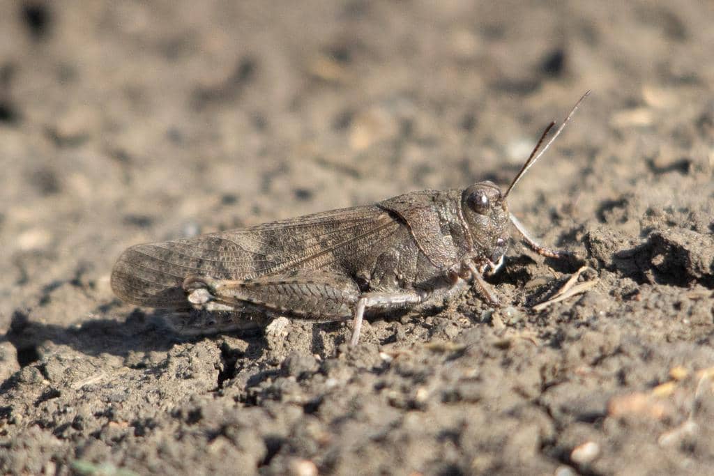 Belalang Bryodemella tuberculata
