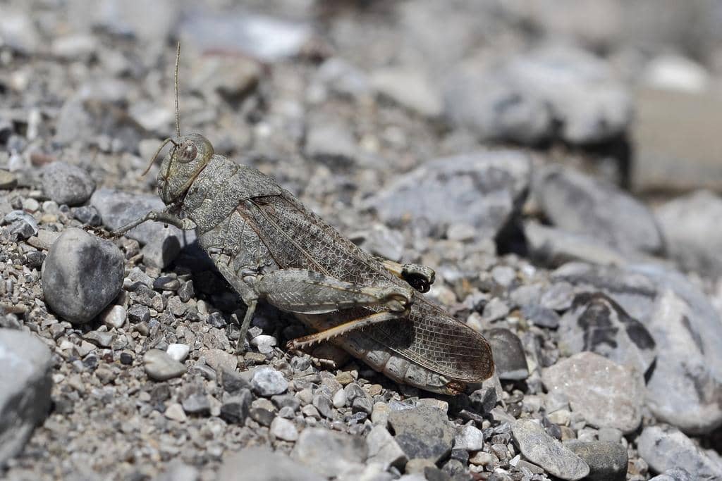 Belalang Bryodemella tuberculata