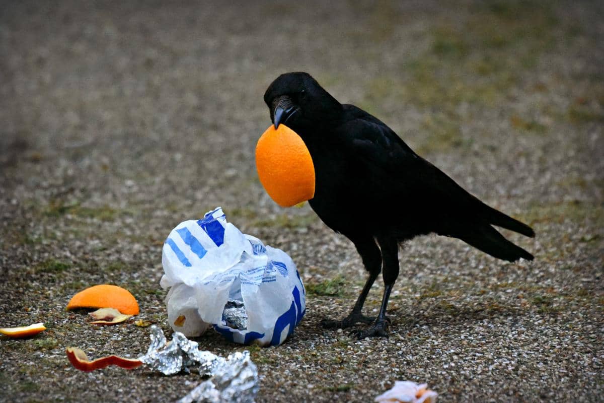 gagak mampu memanfaatkan lingkungan urban untuk mencari makanan.