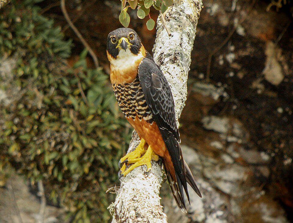 5 Fakta Orange Breasted Falcon, Pemburu Udara dari Hutan Tropis