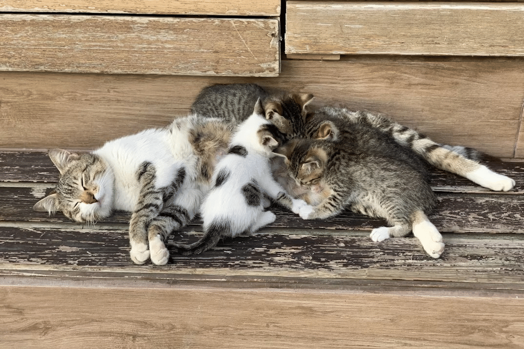 kucing