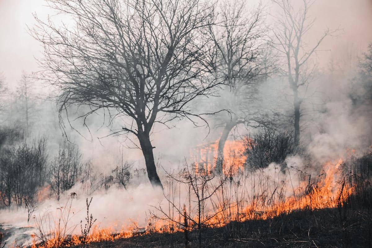 Asal Usul dan Jenis El Nino, Fenomena Alam Pemicu Kemarau Panjang di RI