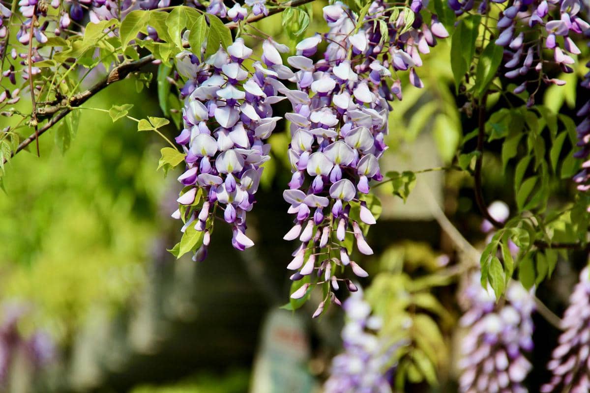 ilustrasi wisteria