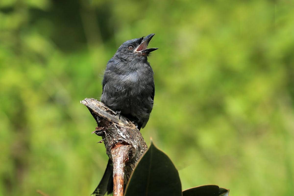 Burung