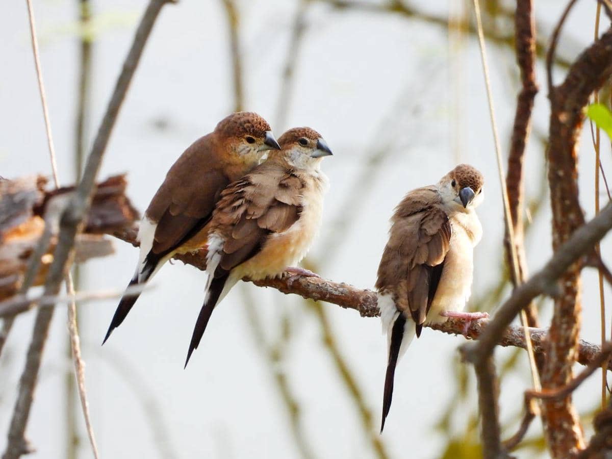 Potret tiga ekor burung di cabang pohon