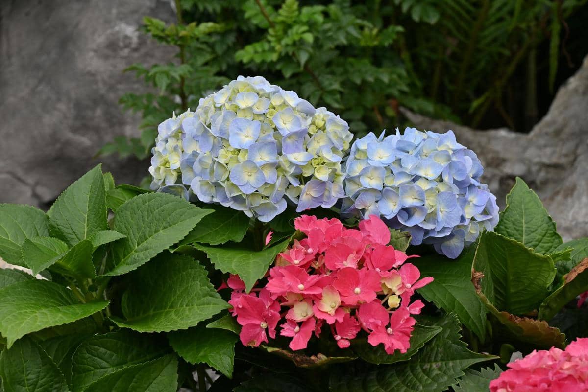 ilustrasi hydrangea