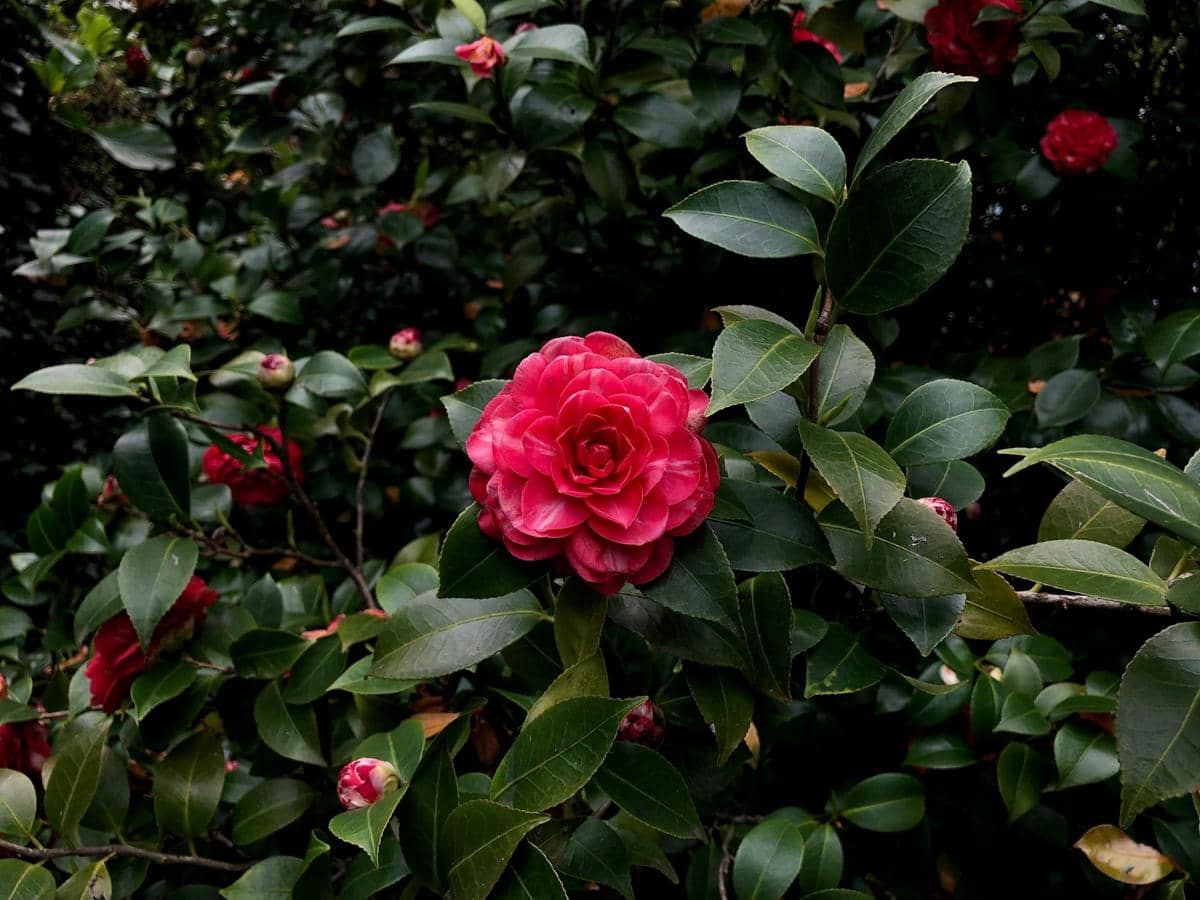 ilustrasi camellia japonica