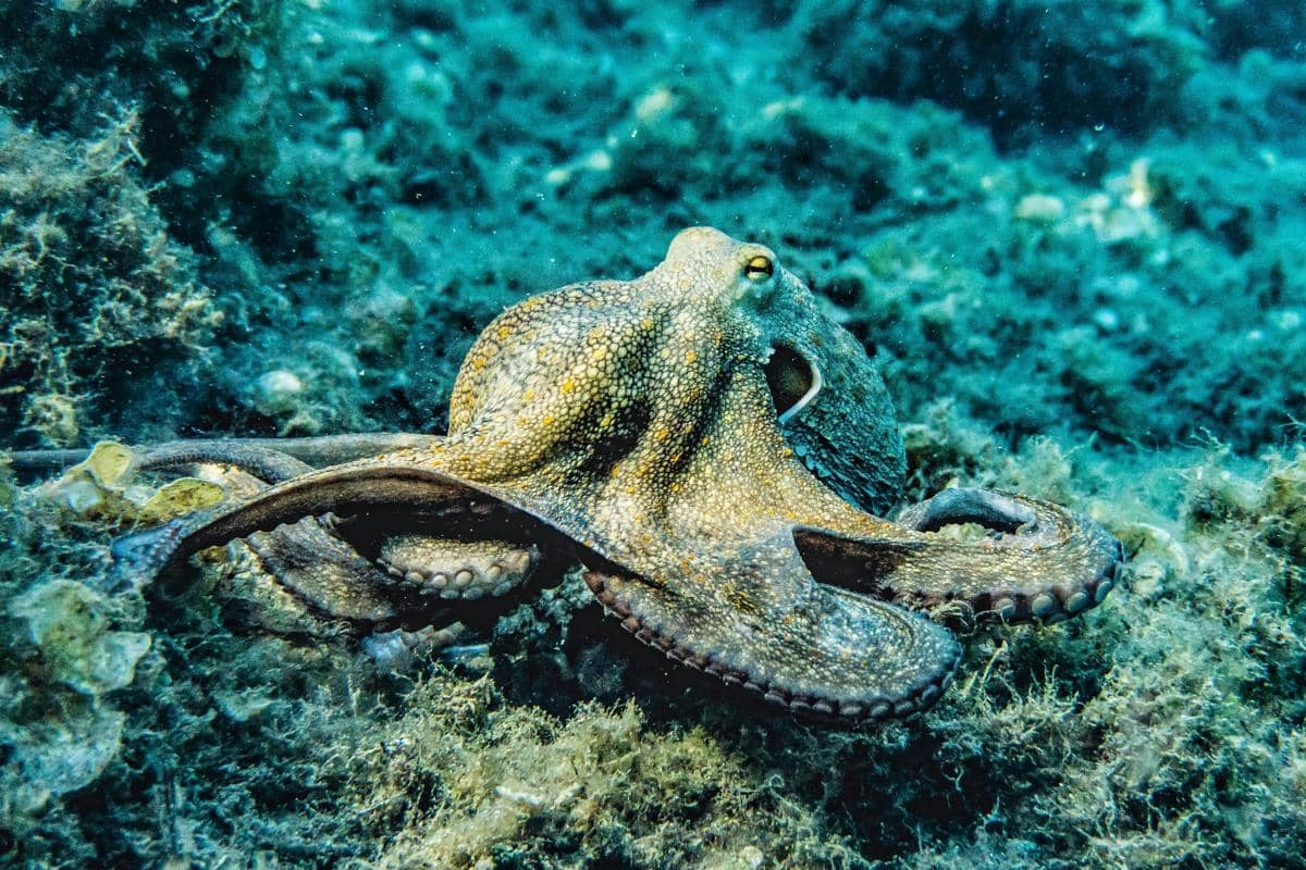 Mengapa Gurita Sangat Cerdas? Ini Rahasia di Balik Otak Jeniusnya