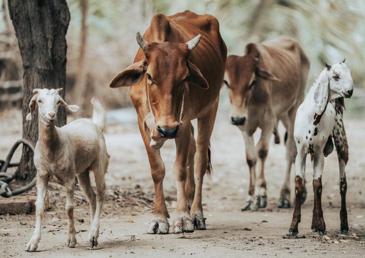 Lebih Baik Kurban Kambing atau Sapi? Lihat Keutamaannya!