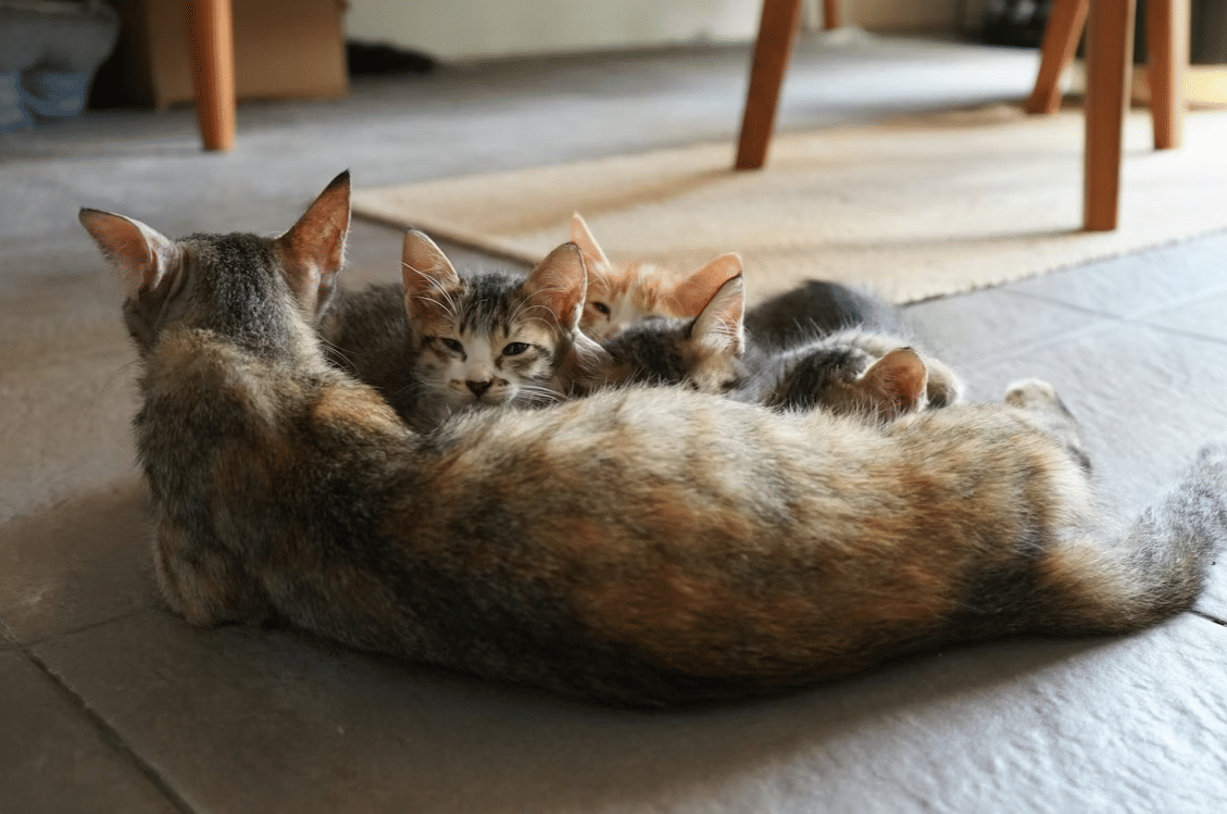 kucing
