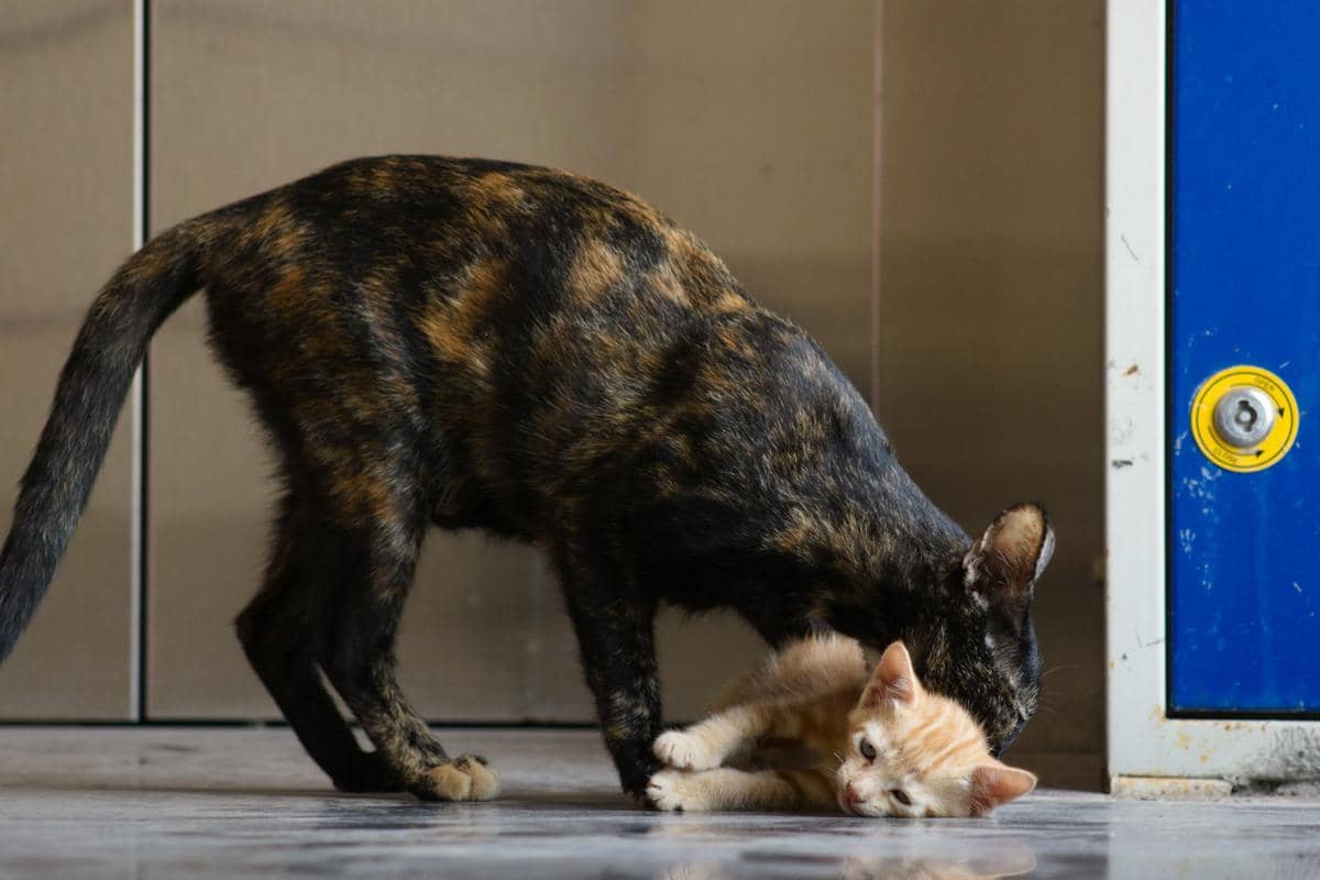 kucing