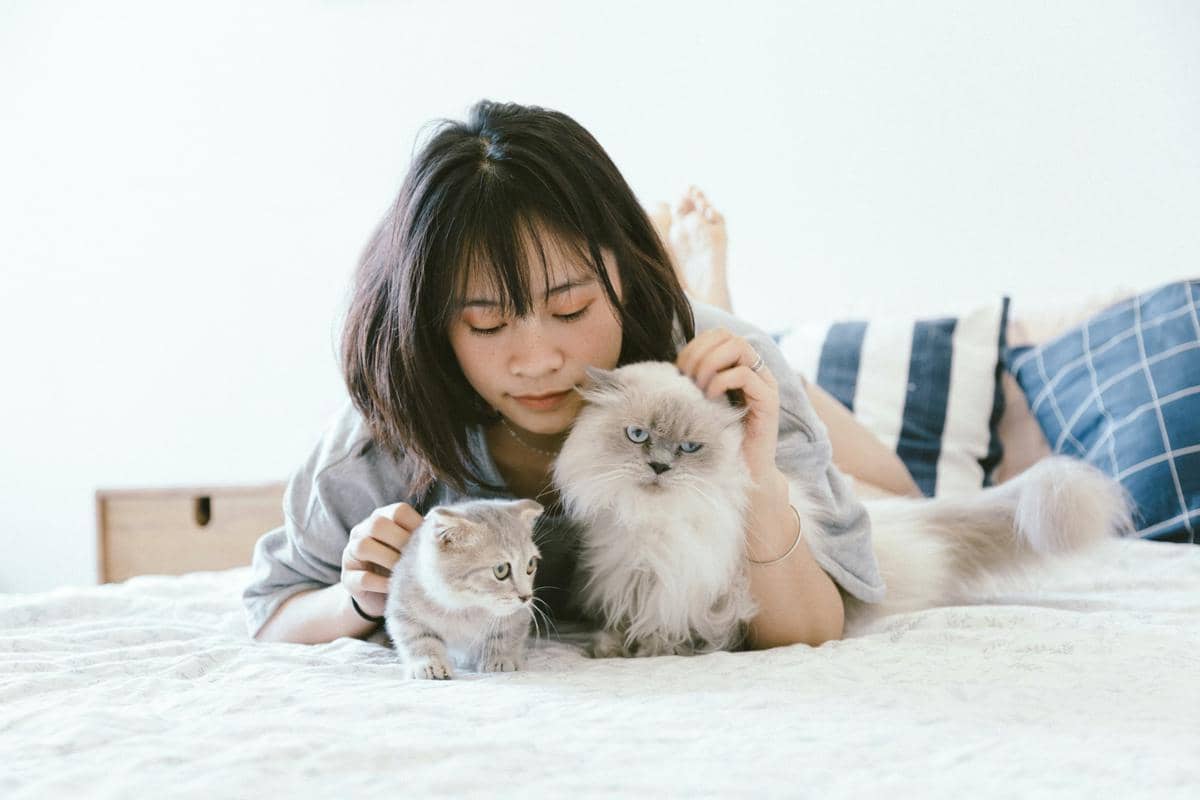 Kucing dan Healing Culture: Teman Sunyi di Tengah Hidup yang Ramai