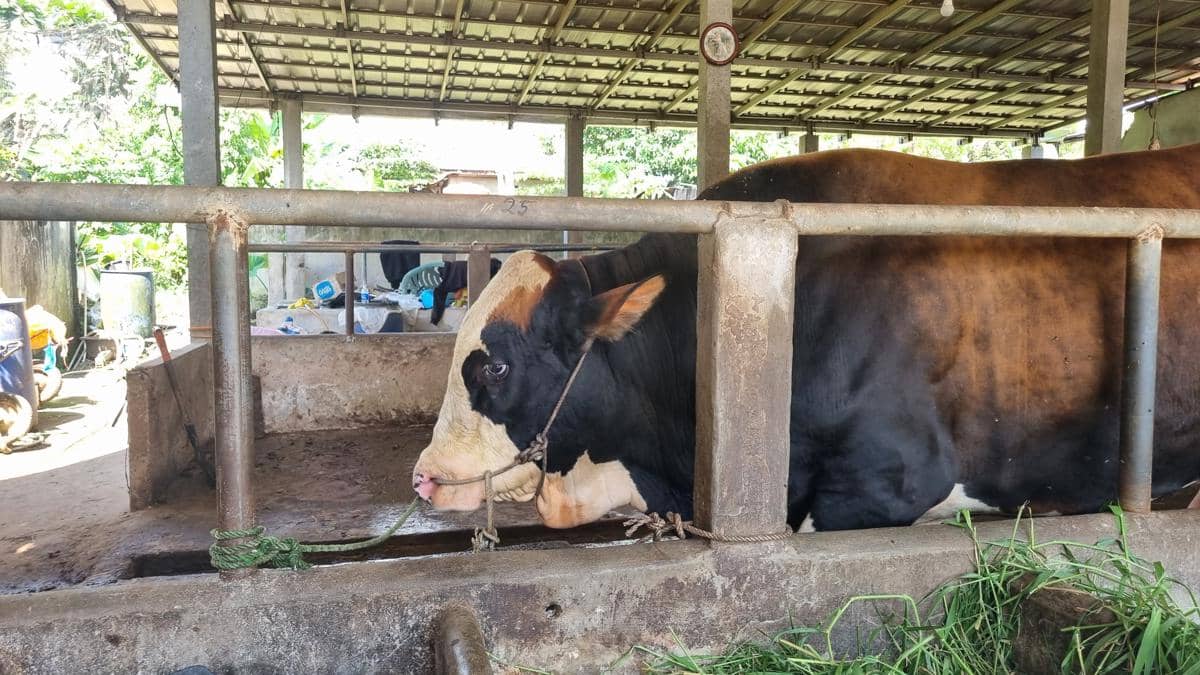 Kandang hewan kurban jelang hari raya Idul Adha di Palembang