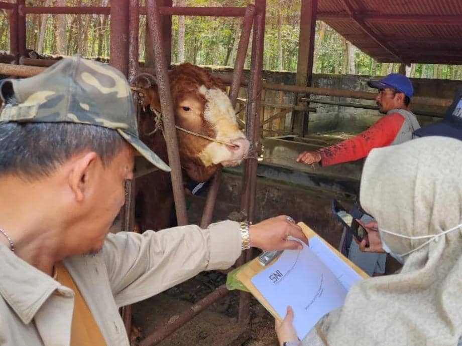 Lampung Terima 16 Ekor Sapi Kurban Presiden Prabowo, Terbesar 1,1 Ton