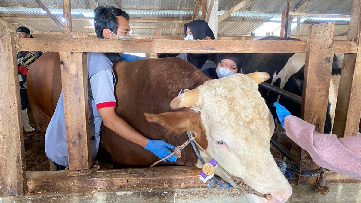 Sapi Si Mayor Asal Bandung Barat Jadi Kurban Presiden Prabowo