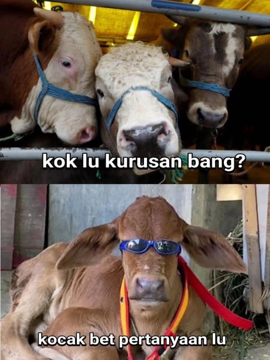 Meme Hewan Kurban Idul Adha 2026
