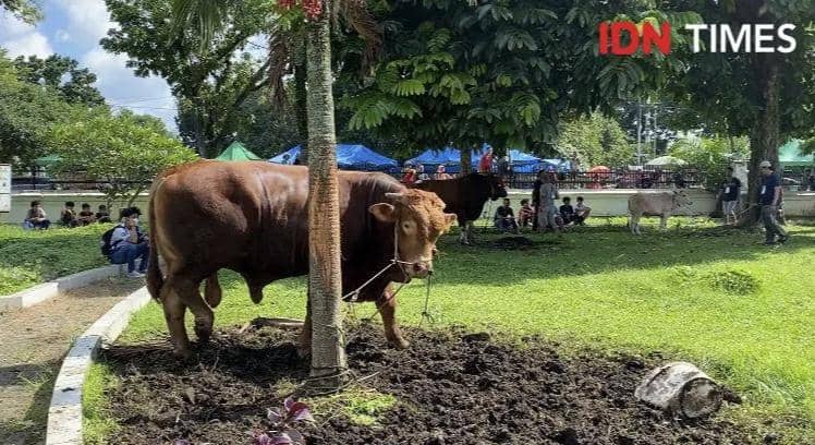 Seekor sapi kurban berwarna cokelat diikat pada pohon di halaman Masjid Raya Al-Mashun Medan dengan latar orang dan pepohonan.