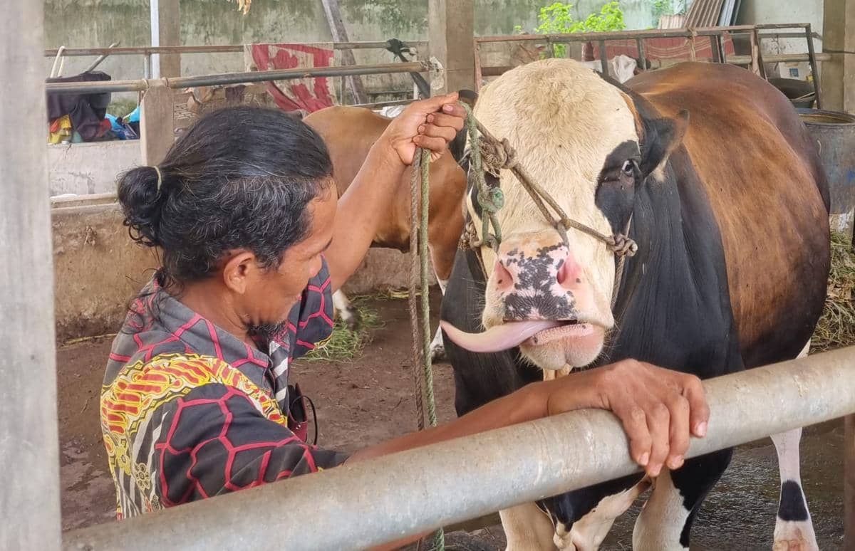 Kandang hewan kurban jelang hari raya Idul Adha di Palembang