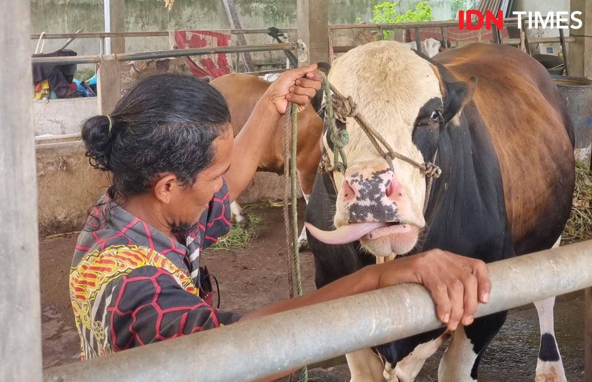 Asal-usul Nama Panda, Sapi Kurban Presiden Prabowo di Palembang