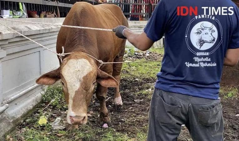 Seekor sapi kurban berwarna cokelat diikat dengan tali di area Masjid Raya Al-Mashun Medan bersama panitia berseragam biru.