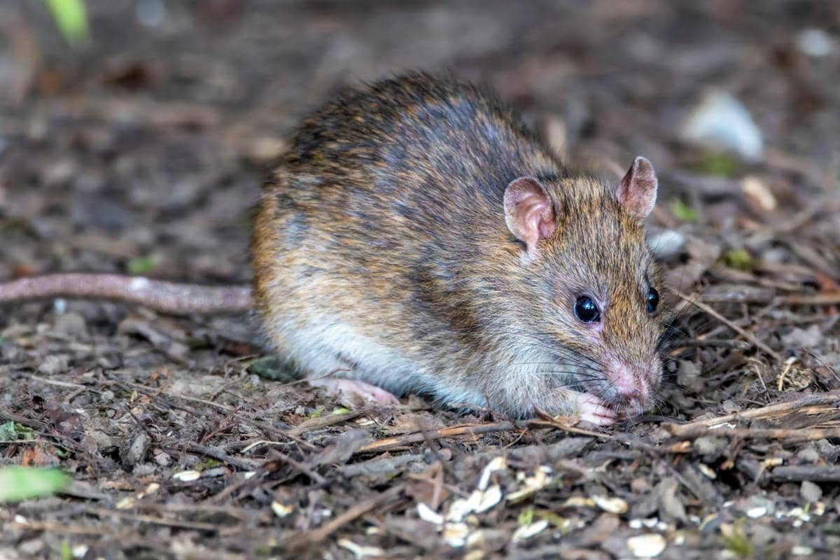 5 Fakta tentang Gigi Tikus yang Terus Tumbuh Seumur Hidup