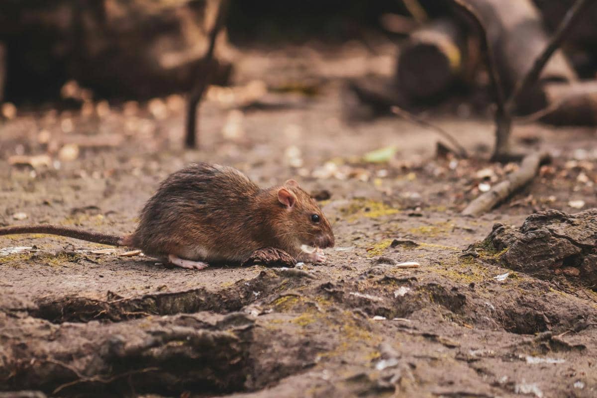 Ilustrasi tikus