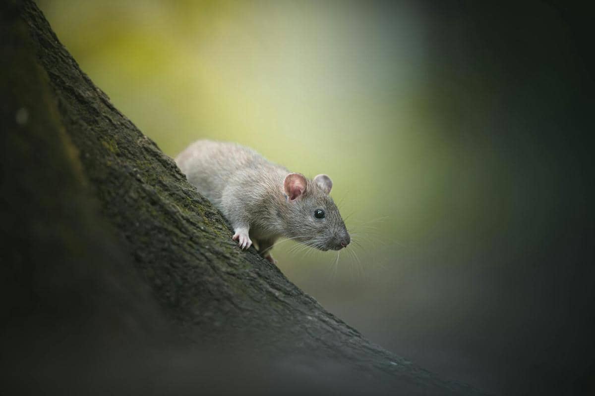 Ilustrasi tikus